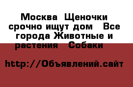 Москва! Щеночки срочно ищут дом - Все города Животные и растения » Собаки   